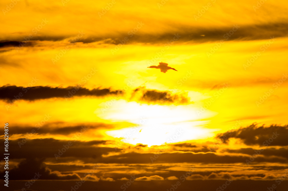 Birds in silhouete during a golden sunset at Weeroona Island located in Germein Bay South Australia
