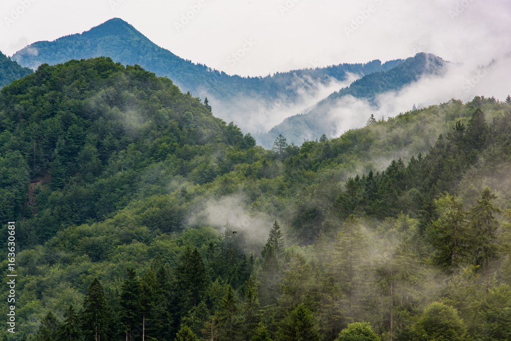 low lying cloud with the evergreen conifers shrouded in mist in a scenic landscape