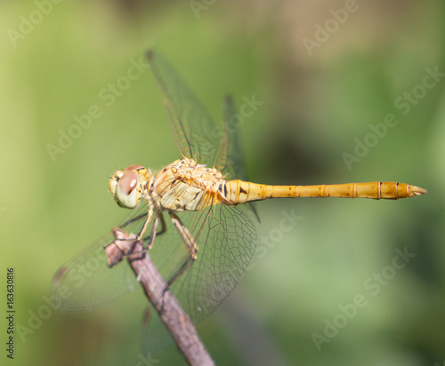 dragonfly © studybos