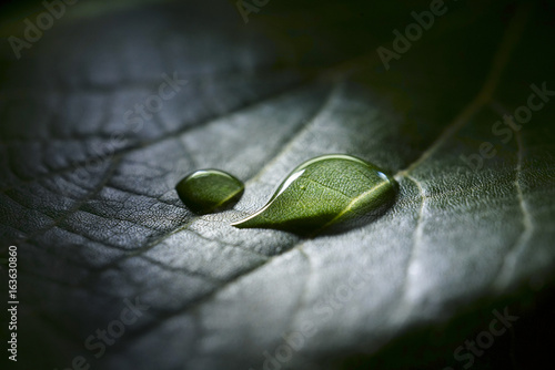 A drop of rain water dew in nature on a dark green leaf background macro in a ray of light.