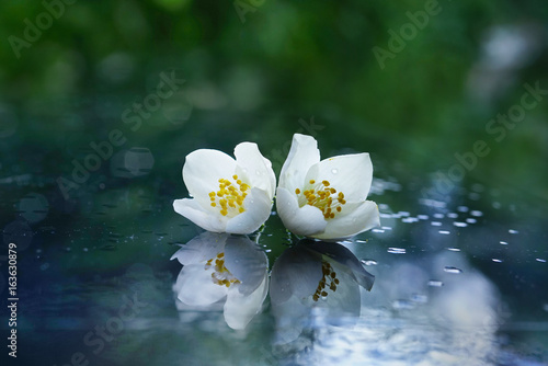 Two jasmine flowers after the rain on a mirror surface with a beautiful natural background and reflection. White flowers with water drops macro.
