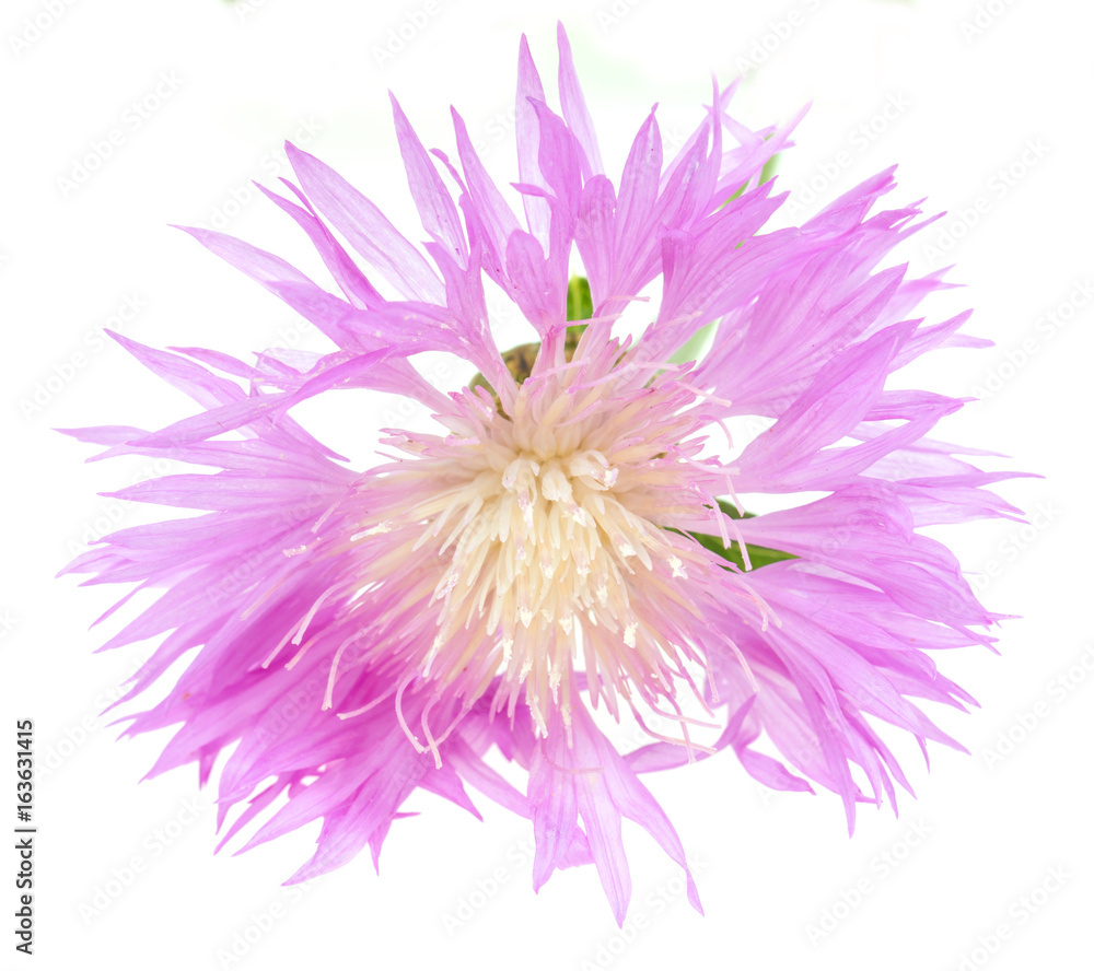 Lilac flower aster on a white background