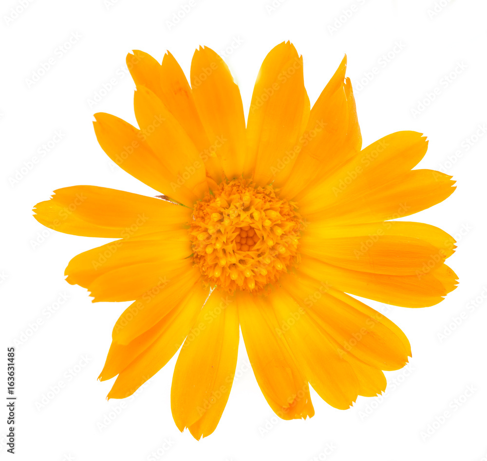 Obraz premium Orange flower