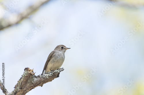 コサメビタキ(Asian brown flycatcher)