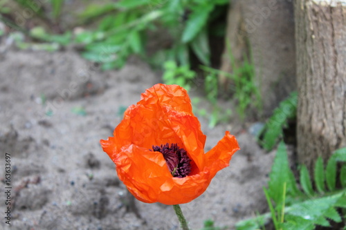 poppy flower 