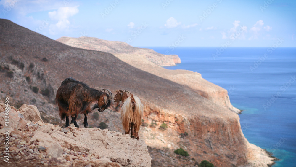 Fototapeta premium Kri-kri