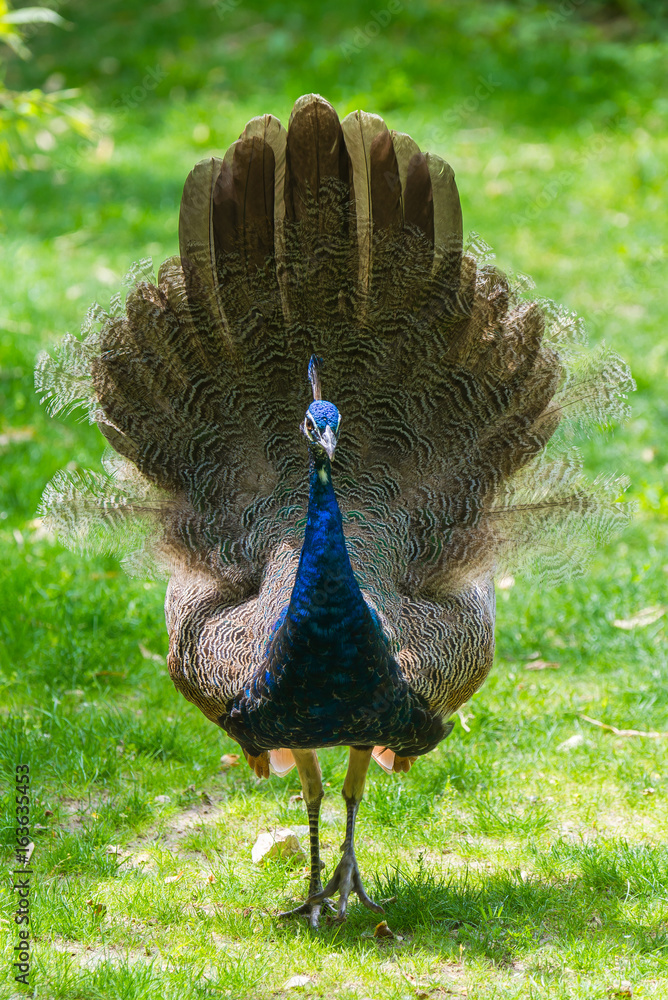 Fototapeta premium Peacock, Pavo cristatus, Indian peafowl, head 