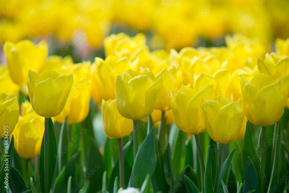 Obraz premium Yellow tulips