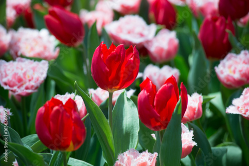 Tulip flowers