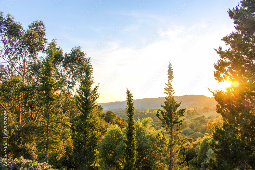 Fototapeta premium SunSet in the woods 2