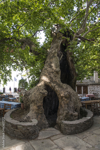 Hollow tree trunk in Greece