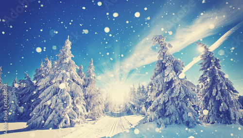 zauberhafter Winterwald mit Schnee © Jenny Sturm