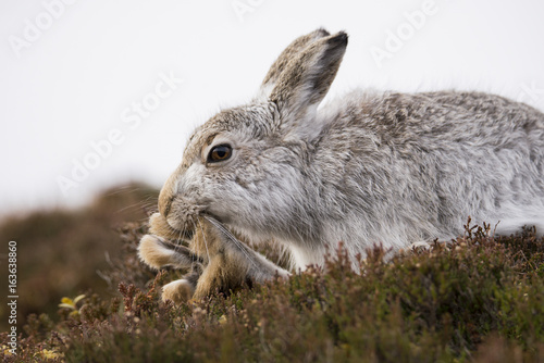 Mountain hare, Lepus timidus, Grooming