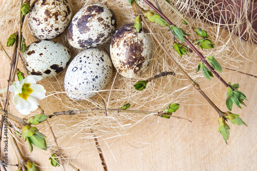 Obraz premium Quail eggs and tree branches