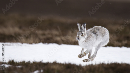 Mountain hare, Lepus timidus, running on snow photo