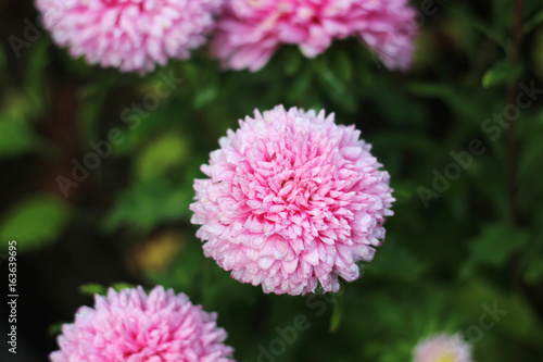 A pink aster flower 