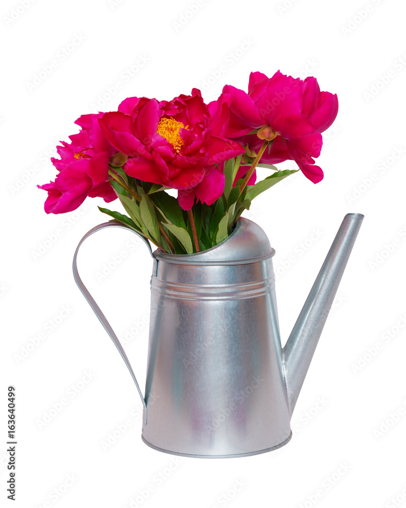 Bouquet of red peonies in watering can isolated on white background Bouquet of red peonies in watering can isolated on white background