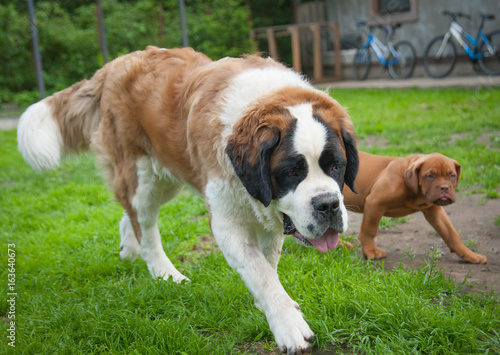 serbernar dog and puppy dog © raduga21