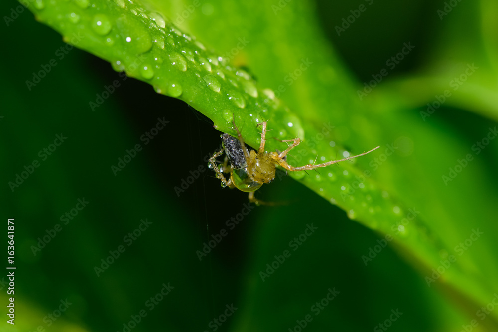 Kleine Spinne im Regen auf einem Blatt Kleine Spinne im Regen auf einem Blatt