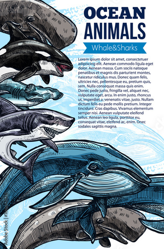 Whale and shark ocean animal sketch poster