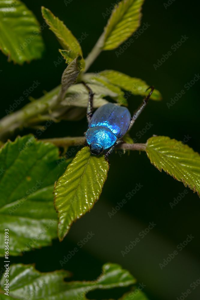 Kleiner Blauer Käfer hoplia coerulea Stock Photo Adobe Stock