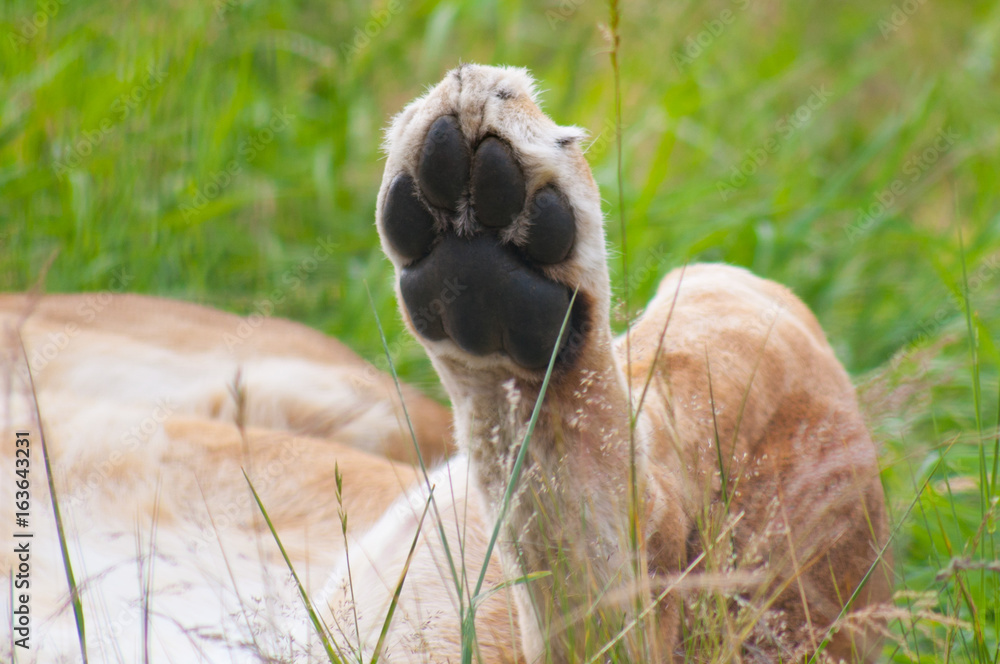 Lions paw