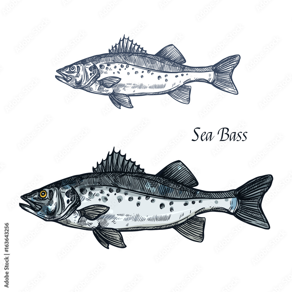 Obraz premium Sea bass fish isolated sketch for seafood design
