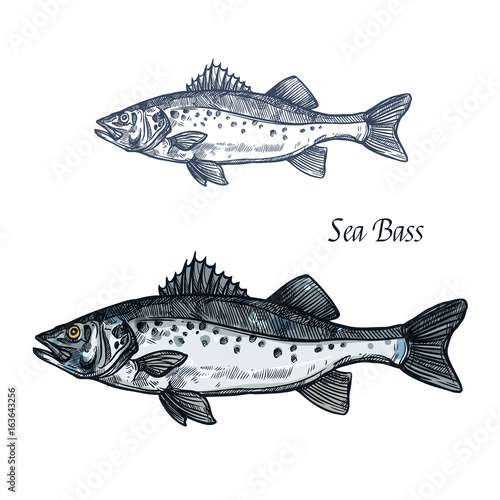 Sea bass fish isolated sketch for seafood design