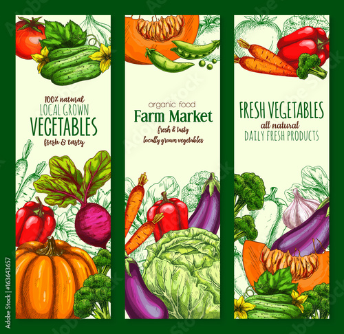 Vegetable, organic farm veggies sketch banner set