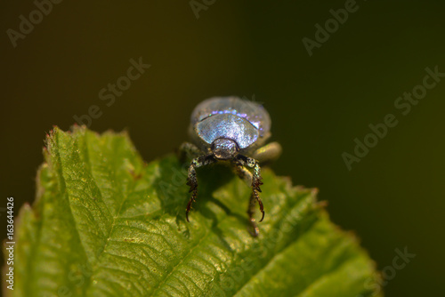 Hoplia Coerulea Kleiner Blauer Käfer