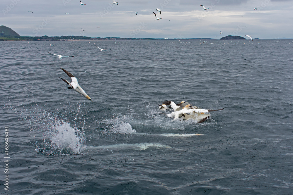 Naklejka premium Gannet, Morus bassanus, diving for fish