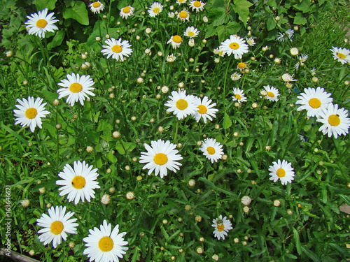 Chamomile closeup