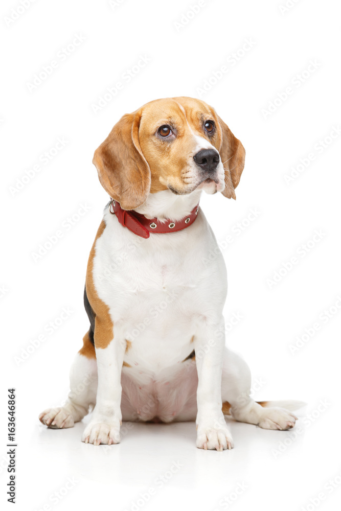 beautiful beagle dog isolated on white