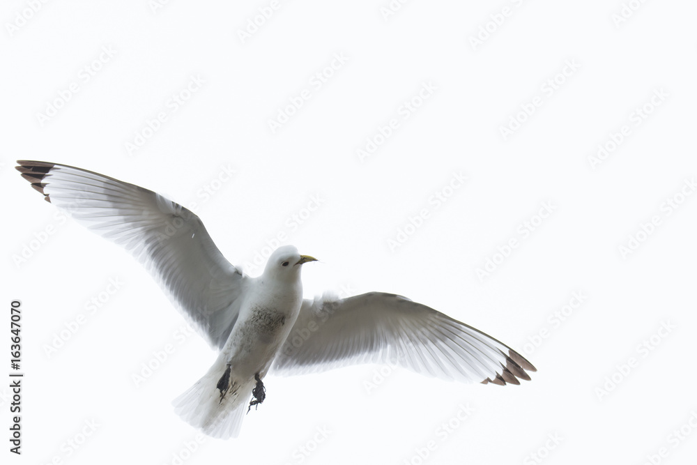 Obraz premium Kittiwake, Rissa tridactyla, in flight