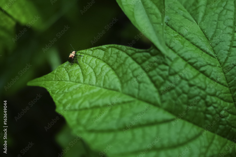 Isolated Insect On Green Leaf