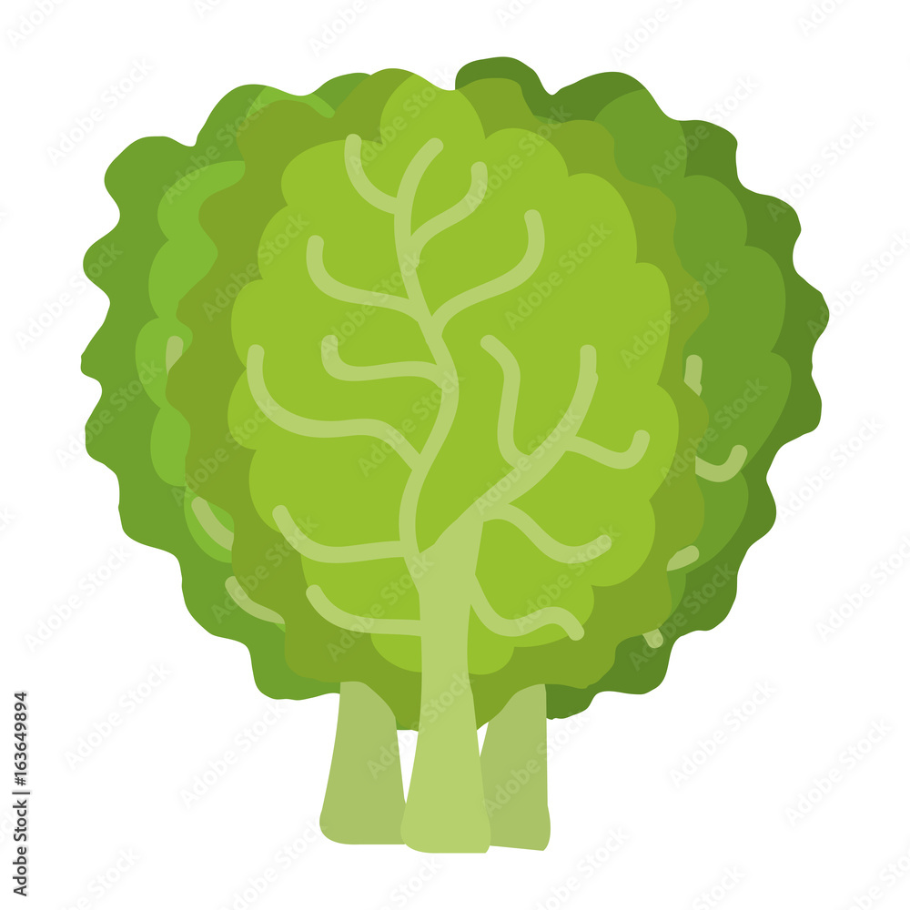 lettuce fresh isolated icon vector illustration design lettuce fresh isolated icon vector illustration design