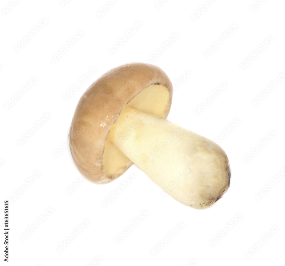 yellow boletus isolated yellow boletus isolated