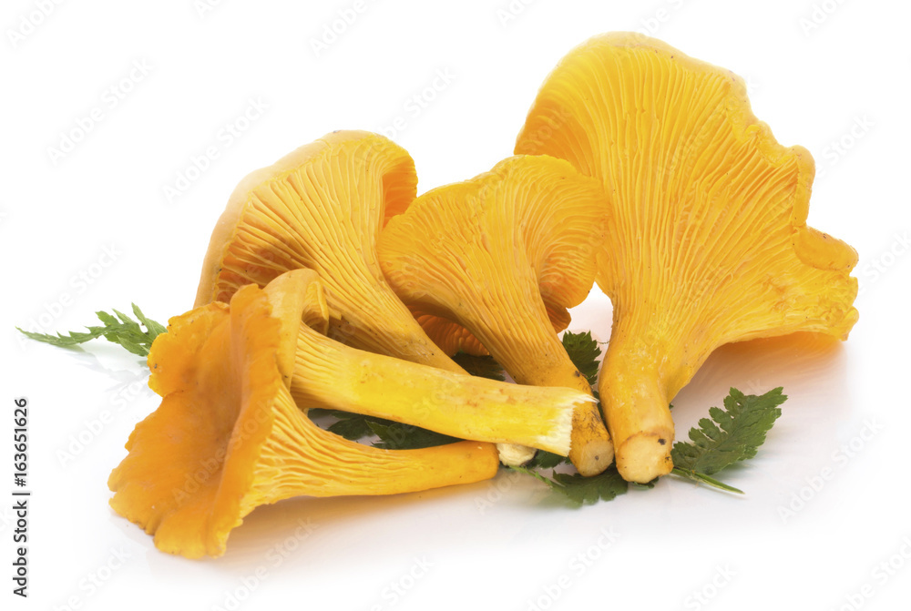 heap of chanterelles isolated heap of chanterelles isolated