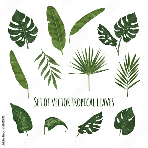 vector set of tropical leaves
