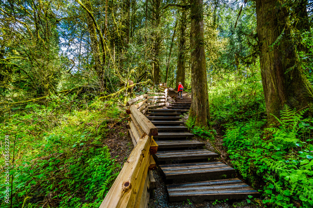 Woman hiking through the temperate rain forest of Kanaka Creek Regional Park near the town of Maple Ridge in British Columbia, Canada