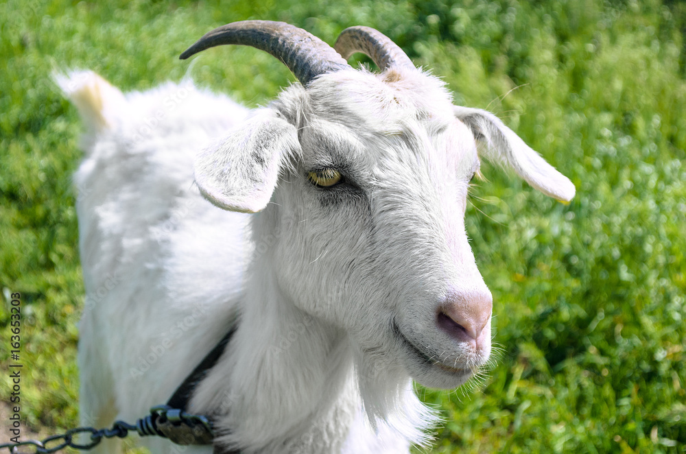 White dairy breed goat on green grass background. Farm concept. White dairy breed goat on green grass background. Farm concept.