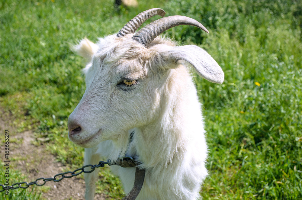 Obraz premium White dairy breed goat on green grass background. Farm concept.