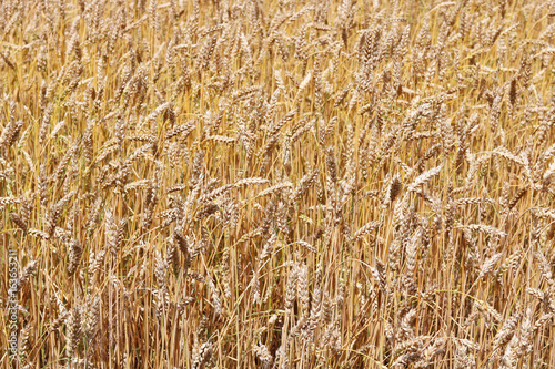 Wheat field in summer before harvesting