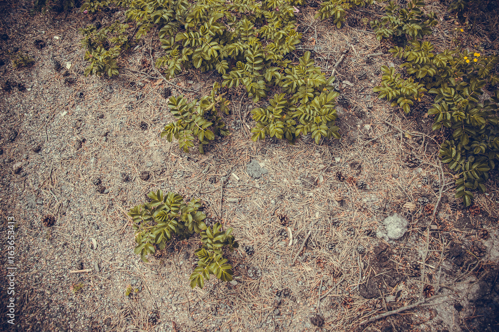 Obraz premium pine needle