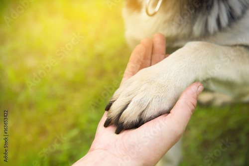 a man holds the paw of the dog in the Park in the summer at sunset. the concept of friendship, teamwork, love