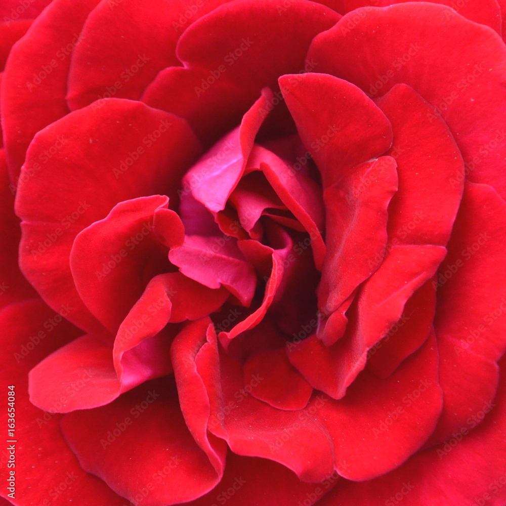 Close up of a red rose flower top view full frame Close up of a red rose flower top view full frame