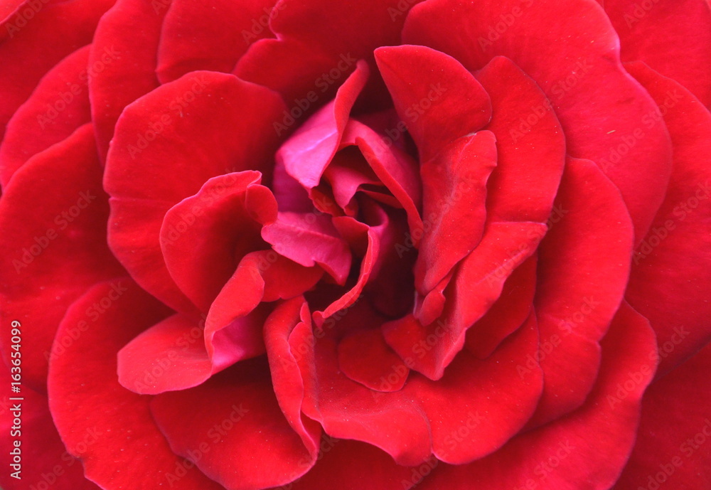 Close up of a red rose flower top view full frame Close up of a red rose flower top view full frame