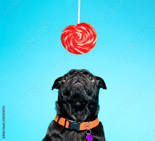 Black pug with lollypop on a blue background