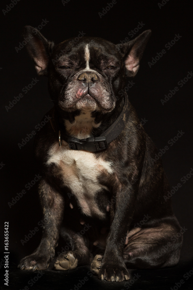 Female French bulldog portrait on a black background
