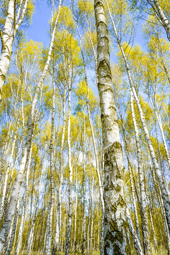 yellow birch forest